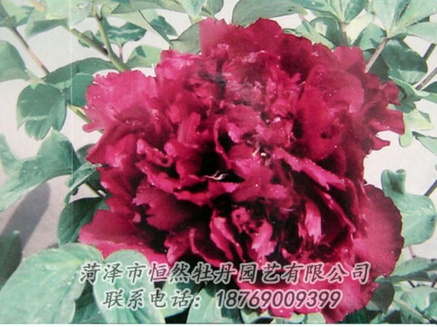 點(diǎn)擊查看詳細(xì)信息<br>標(biāo)題：黑色牡丹 閱讀次數(shù)：2067