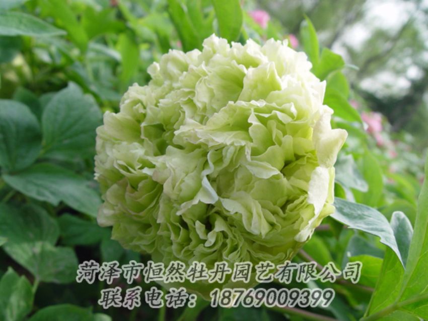 點(diǎn)擊查看詳細(xì)信息<br>標(biāo)題：綠色牡丹 閱讀次數(shù)：2032