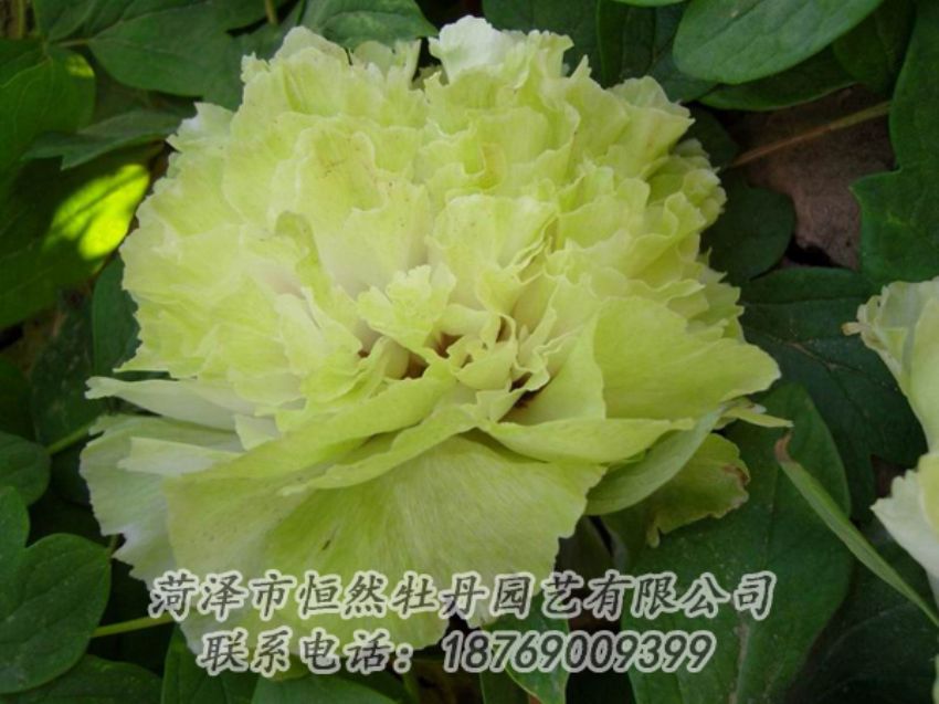點(diǎn)擊查看詳細(xì)信息<br>標(biāo)題：綠色牡丹 閱讀次數(shù)：2092
