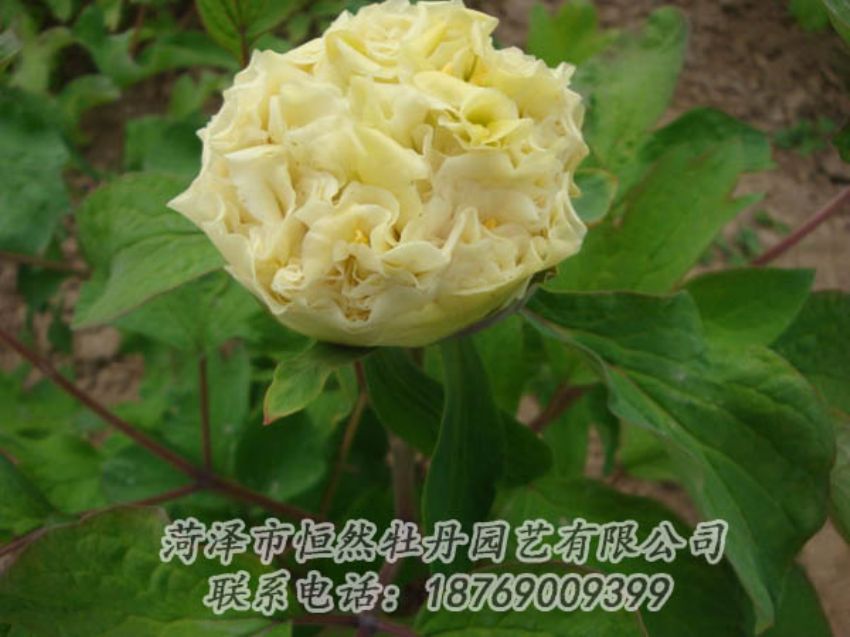 點(diǎn)擊查看詳細(xì)信息<br>標(biāo)題：黃色牡丹 閱讀次數(shù)：2023