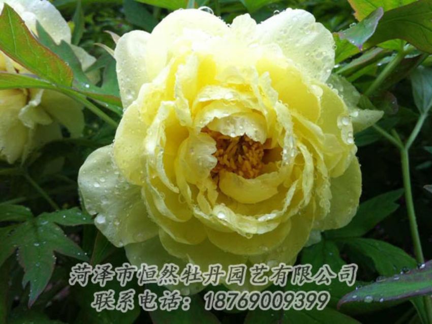 點(diǎn)擊查看詳細(xì)信息<br>標(biāo)題：黃色牡丹 閱讀次數(shù)：1904