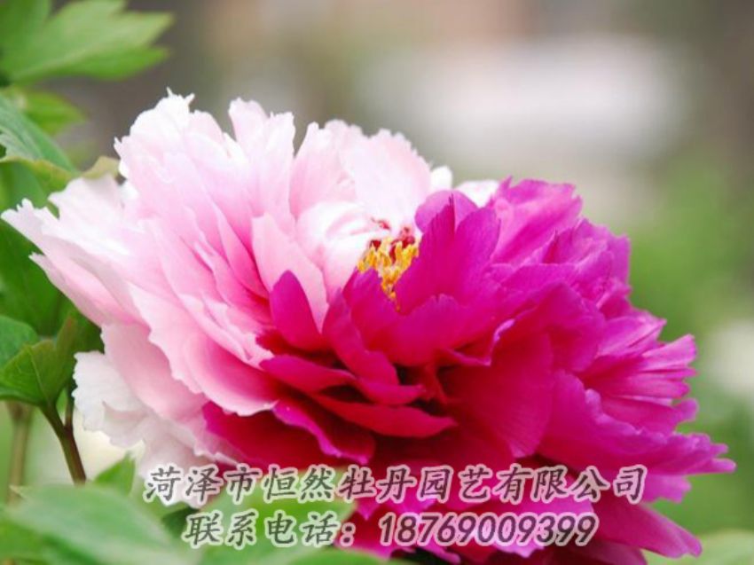 點(diǎn)擊查看詳細(xì)信息<br>標(biāo)題：花二喬 閱讀次數(shù)：2033