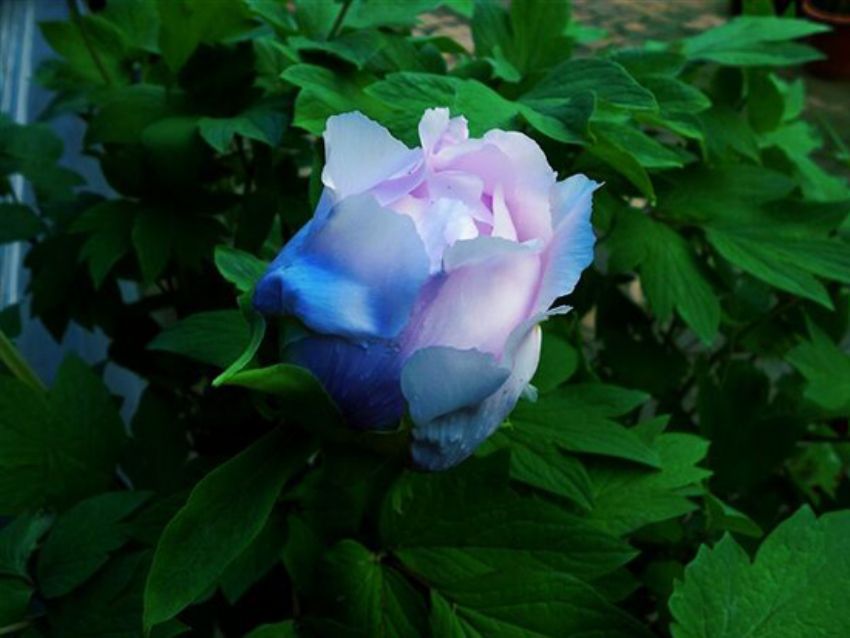 點(diǎn)擊查看詳細(xì)信息<br>標(biāo)題：藍(lán)花魁 閱讀次數(shù)：2260
