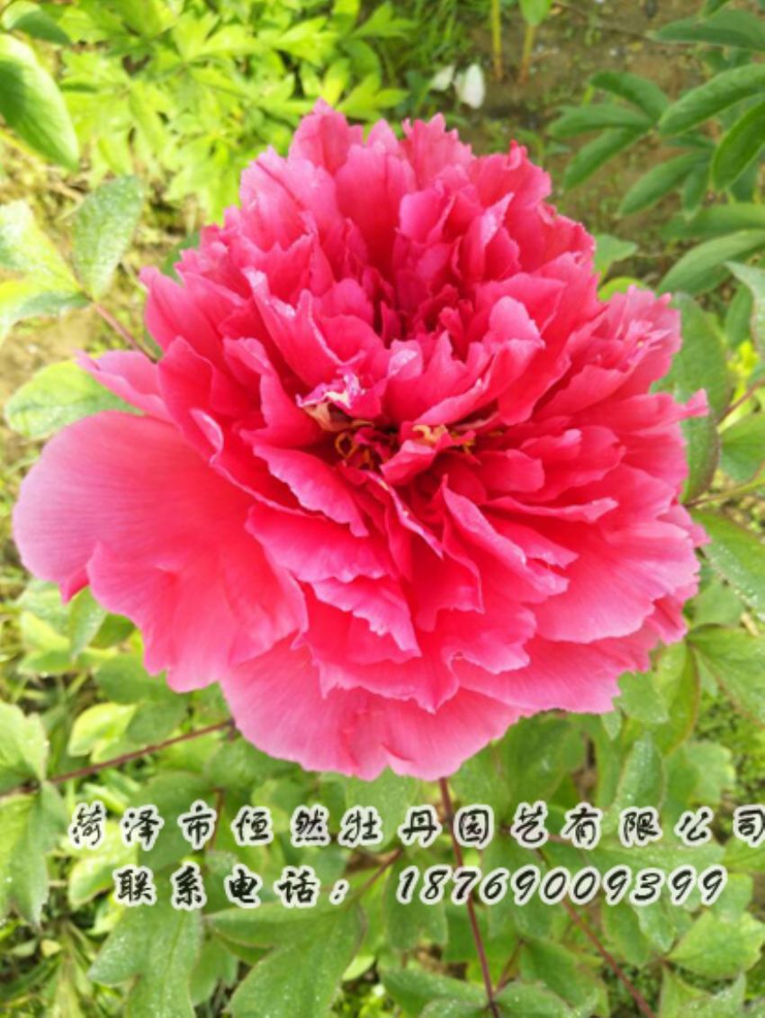 點(diǎn)擊查看詳細(xì)信息<br>標(biāo)題：紅色牡丹 閱讀次數(shù)：1962