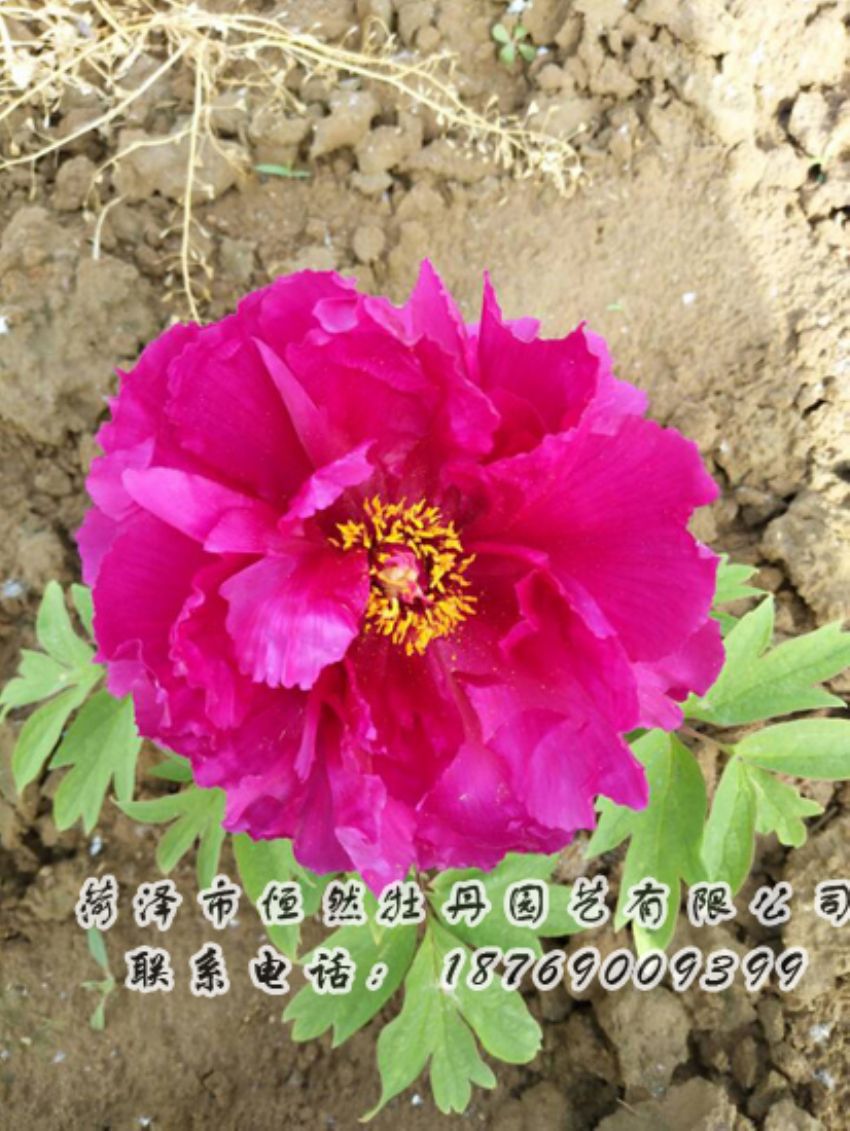 點(diǎn)擊查看詳細(xì)信息<br>標(biāo)題：紅色牡丹 閱讀次數(shù)：2014
