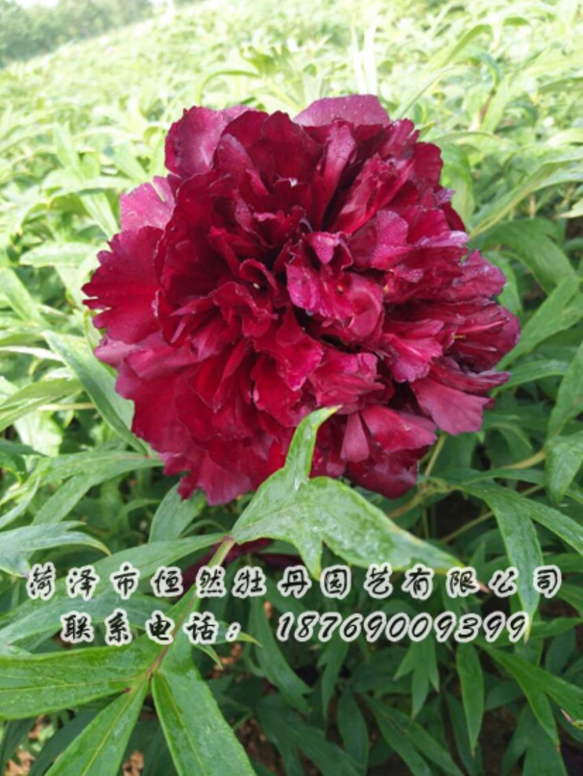 點(diǎn)擊查看詳細(xì)信息<br>標(biāo)題：黑色牡丹 閱讀次數(shù)：1997