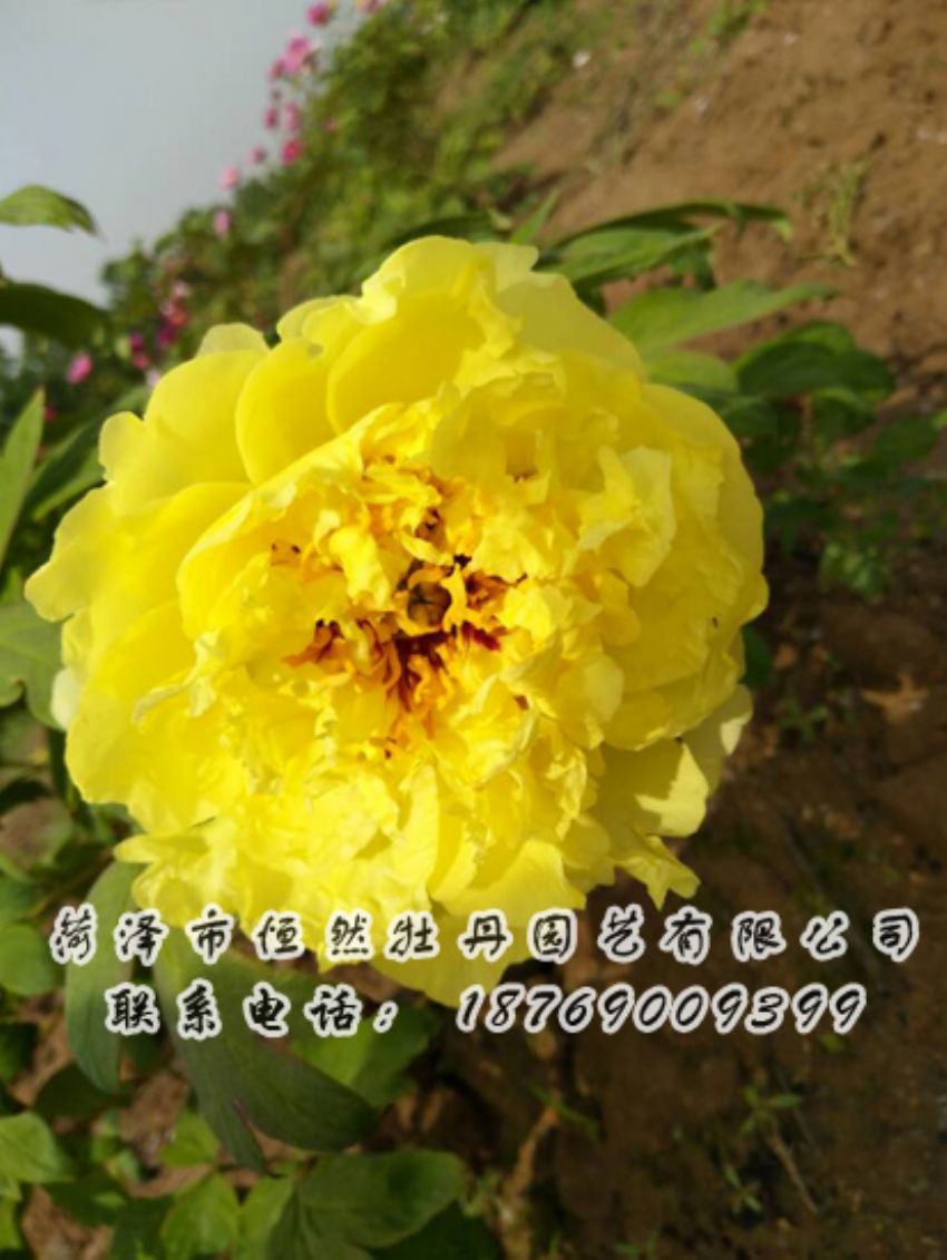 點(diǎn)擊查看詳細(xì)信息<br>標(biāo)題：黃色牡丹 閱讀次數(shù)：2002