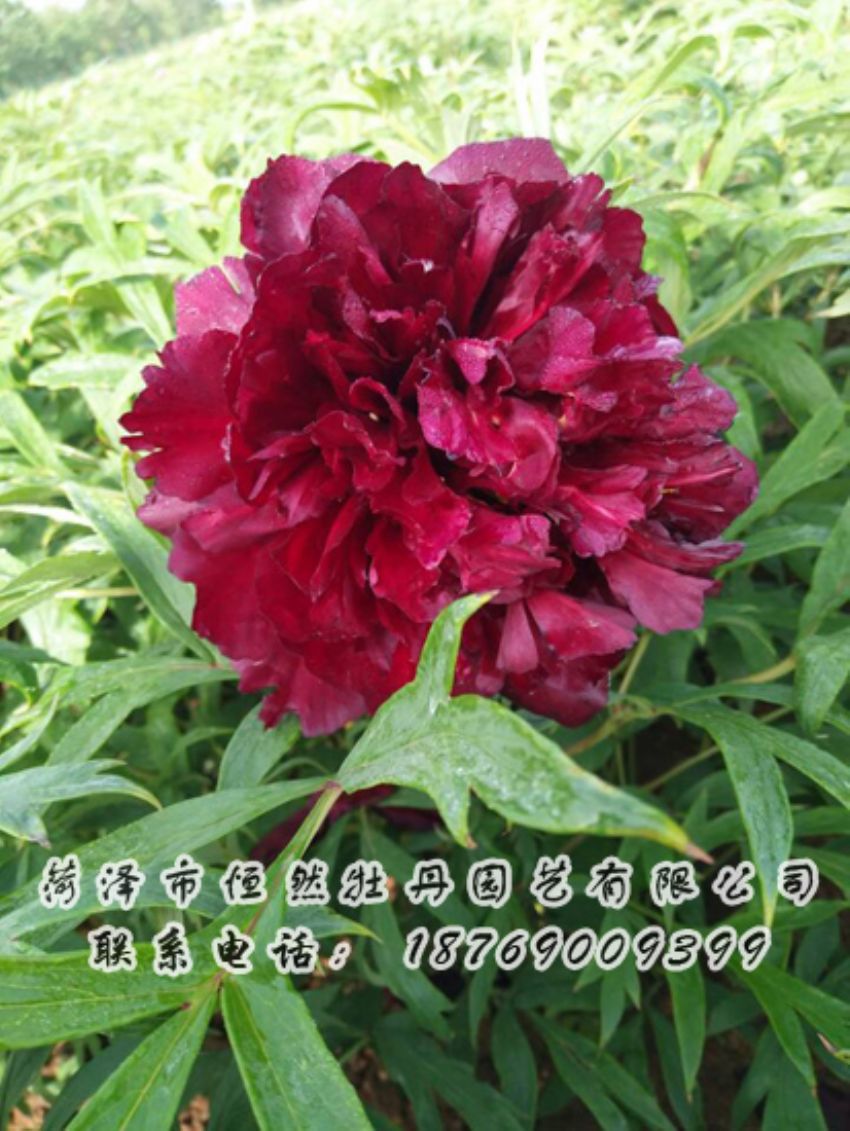 點(diǎn)擊查看詳細(xì)信息<br>標(biāo)題：黑色牡丹 閱讀次數(shù)：1880