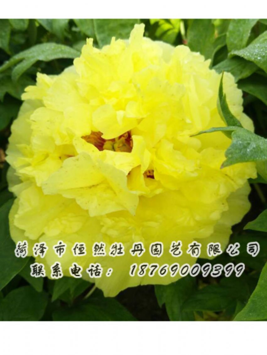 點(diǎn)擊查看詳細(xì)信息<br>標(biāo)題：黃色牡丹 閱讀次數(shù)：2074
