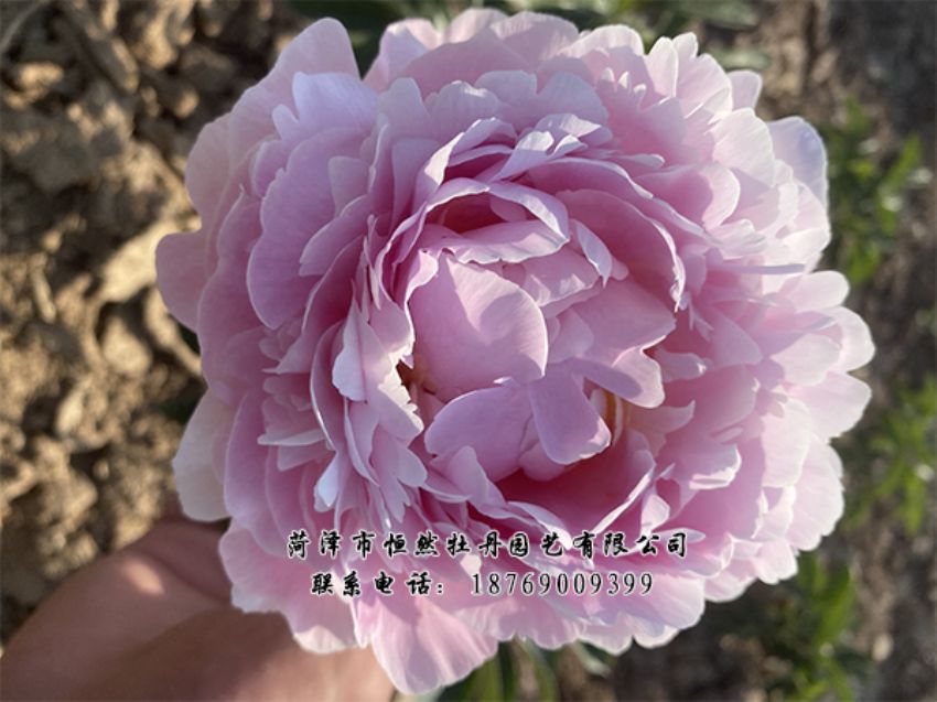 點(diǎn)擊查看詳細(xì)信息<br>標(biāo)題：進(jìn)口芍藥 閱讀次數(shù)：425