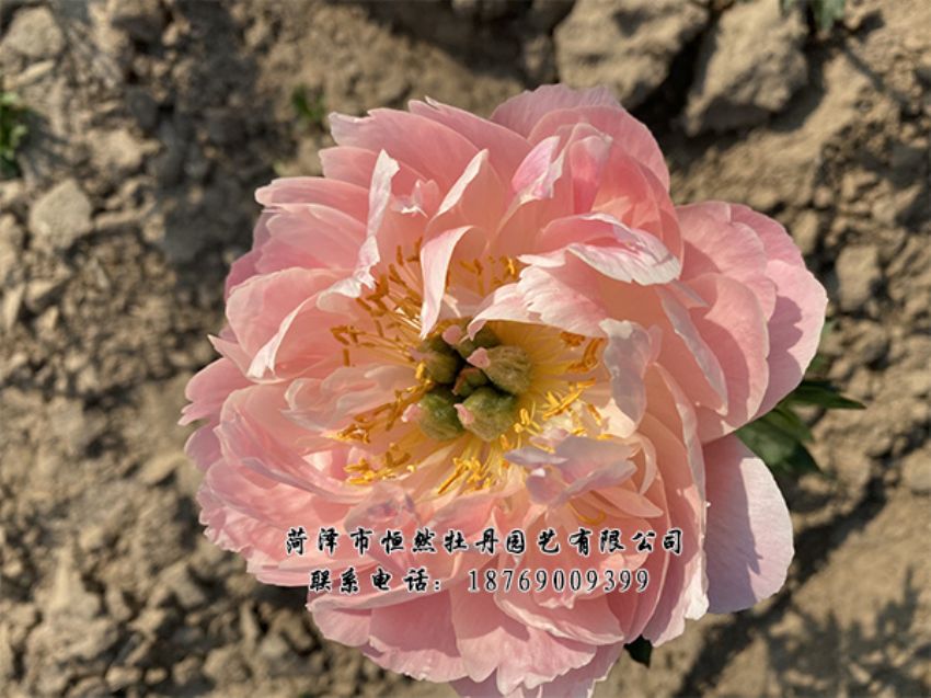 點(diǎn)擊查看詳細(xì)信息<br>標(biāo)題：進(jìn)口芍藥 閱讀次數(shù)：446