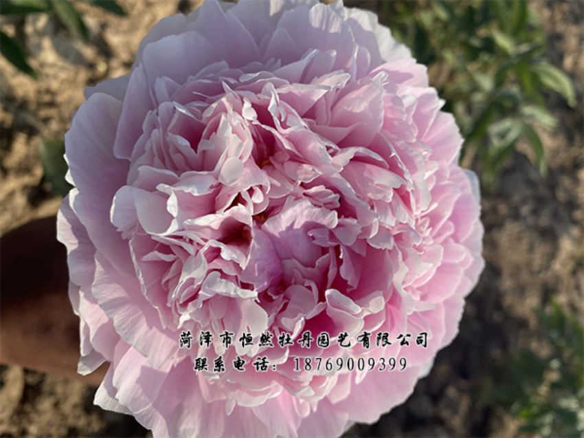 點(diǎn)擊查看詳細(xì)信息<br>標(biāo)題：進(jìn)口芍藥 閱讀次數(shù)：440