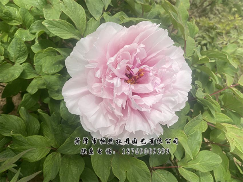 點(diǎn)擊查看詳細(xì)信息<br>標(biāo)題：進(jìn)口芍藥 閱讀次數(shù)：424