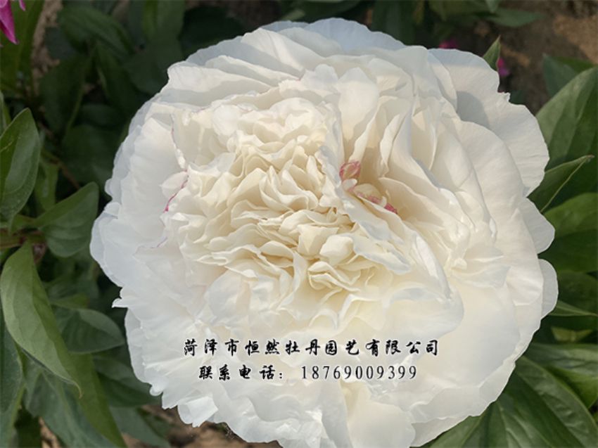 點(diǎn)擊查看詳細(xì)信息<br>標(biāo)題：進(jìn)口芍藥 閱讀次數(shù)：457