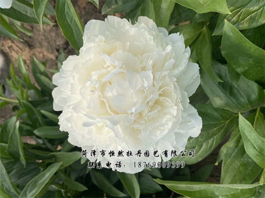 點(diǎn)擊查看詳細(xì)信息<br>標(biāo)題：進(jìn)口芍藥 閱讀次數(shù)：439