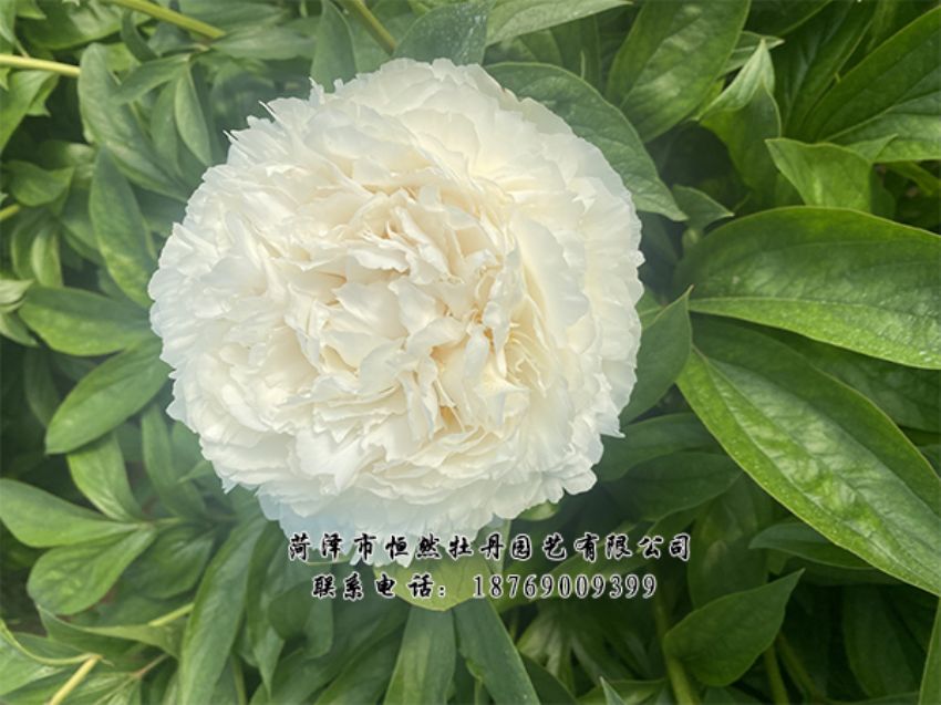 點(diǎn)擊查看詳細(xì)信息<br>標(biāo)題：進(jìn)口芍藥 閱讀次數(shù)：447