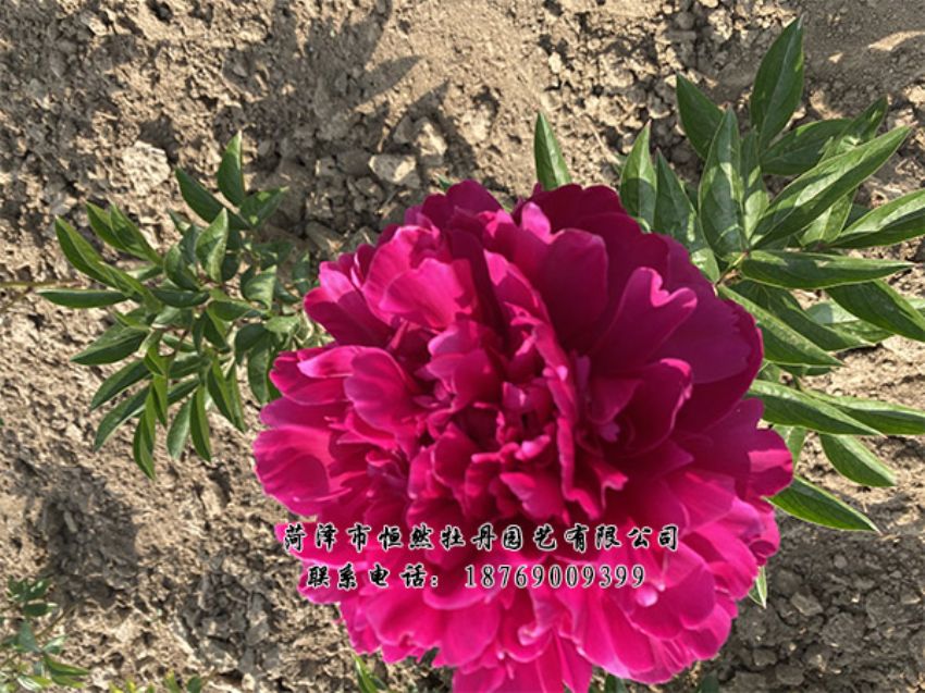 點(diǎn)擊查看詳細(xì)信息<br>標(biāo)題：進(jìn)口芍藥 閱讀次數(shù)：420