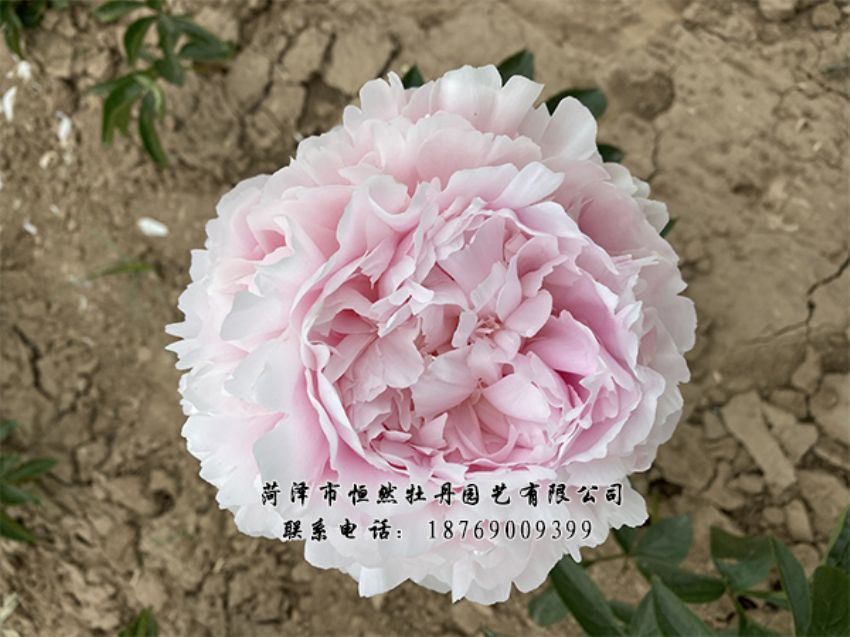點(diǎn)擊查看詳細(xì)信息<br>標(biāo)題：進(jìn)口芍藥 閱讀次數(shù)：426
