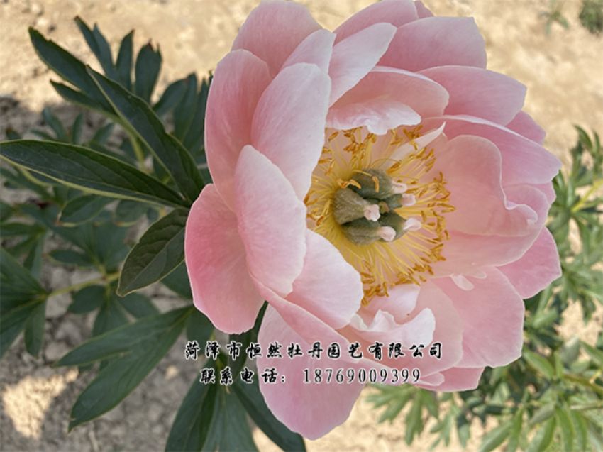 點(diǎn)擊查看詳細(xì)信息<br>標(biāo)題：進(jìn)口芍藥 閱讀次數(shù)：427