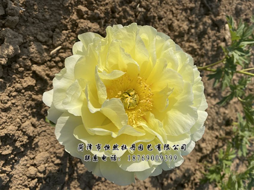 點(diǎn)擊查看詳細(xì)信息<br>標(biāo)題：進(jìn)口芍藥 閱讀次數(shù)：417
