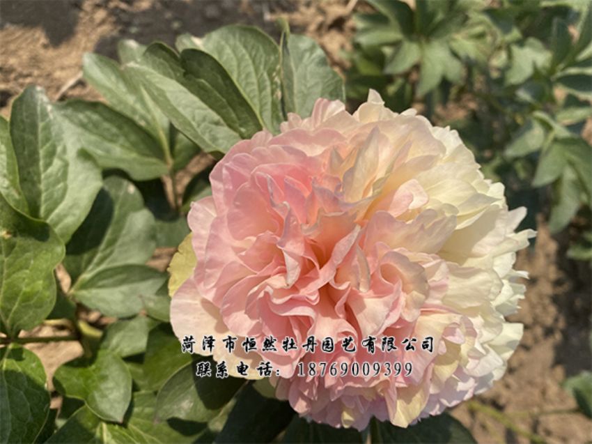 點(diǎn)擊查看詳細(xì)信息<br>標(biāo)題：進(jìn)口芍藥 閱讀次數(shù)：444